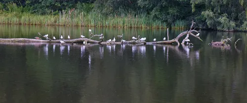 This landscape photograph captures a tranquil scene at Clumber Park in Derbyshire, England, United Kingdom, during a summer morning. The main subject is a group of birds perched on a large fallen tree lying across the calm waters of a lake. The surrounding area is densely vegetated with tall reeds and leafy trees, reflecting the richness of summer growth. Birds and other animals are visible interacting with the environment, while the water mirrors the soft light and the serene movement of the wildlife. The peaceful lake at Clumber Park, enhanced by the presence of animals, exemplifies a typical English countryside setting in Derbyshire.